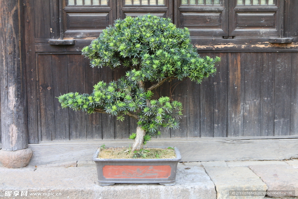 盆景松树