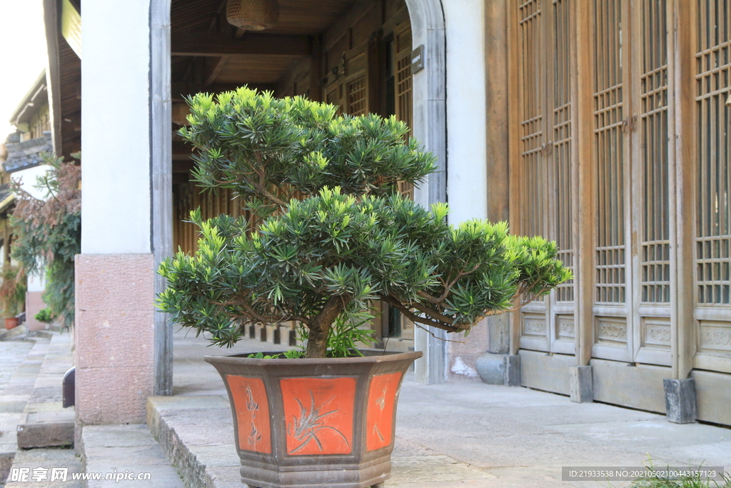 盆景松树