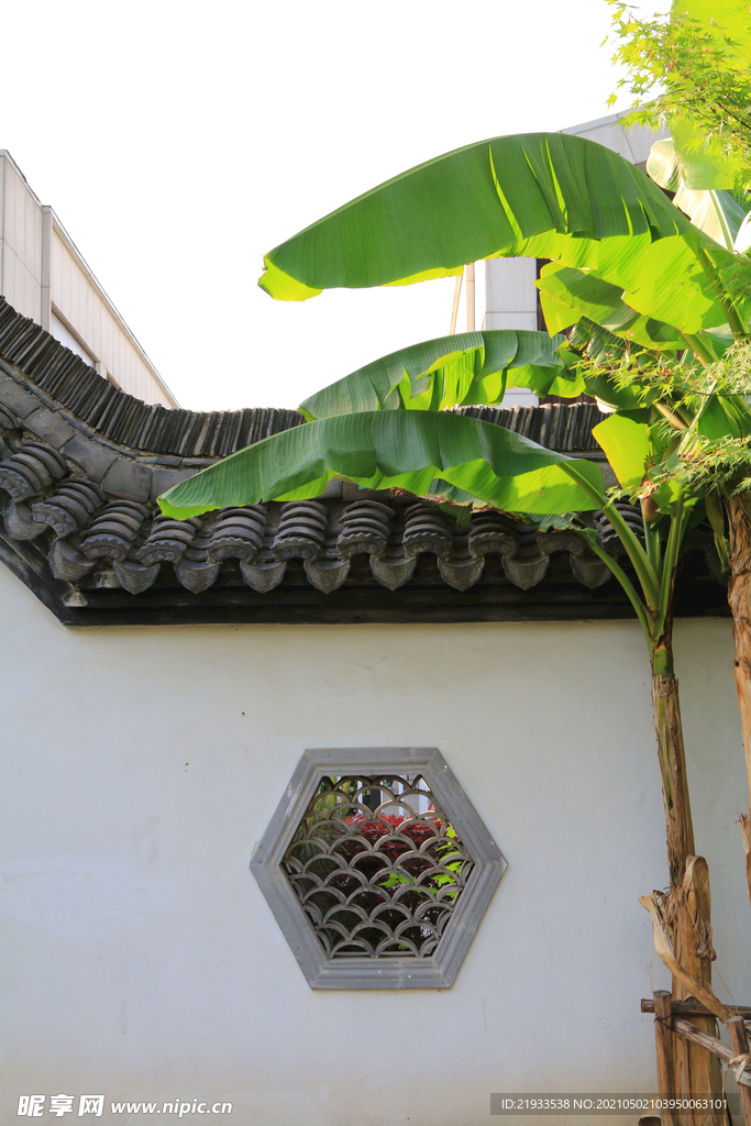 中式庭院芭蕉