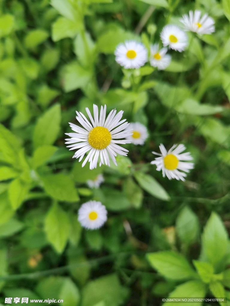 野菊花
