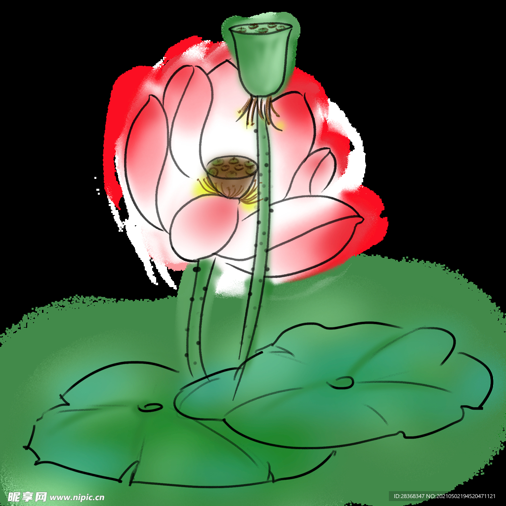 手绘荷花 