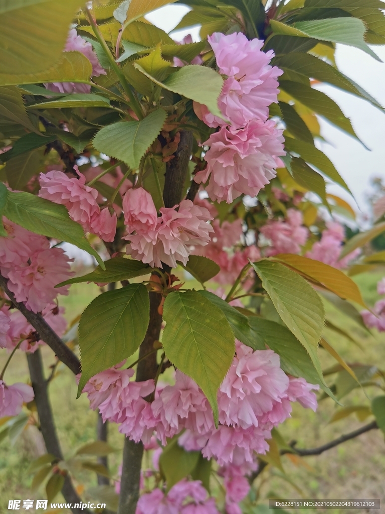 花朵