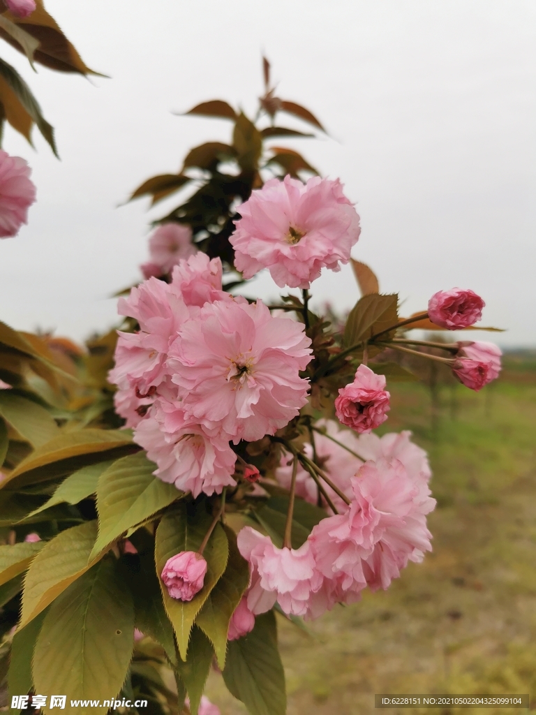 花朵