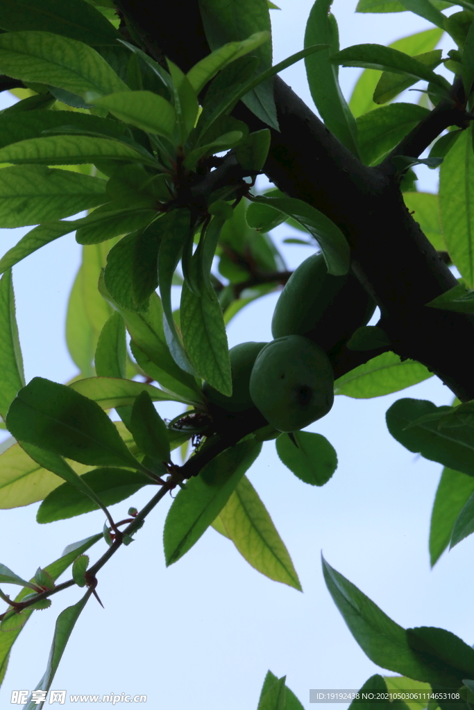 贴梗海棠