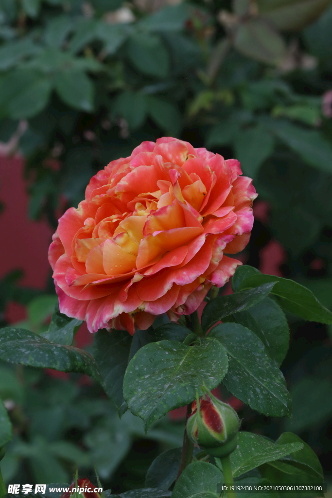 月季花