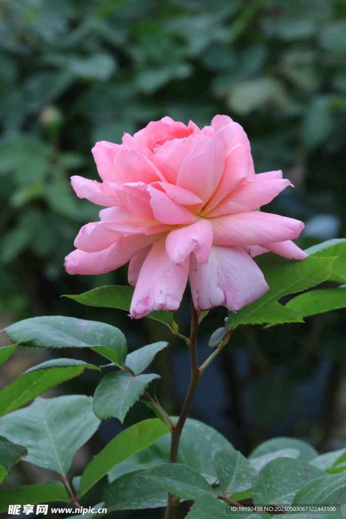 月季花 