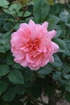 月季花