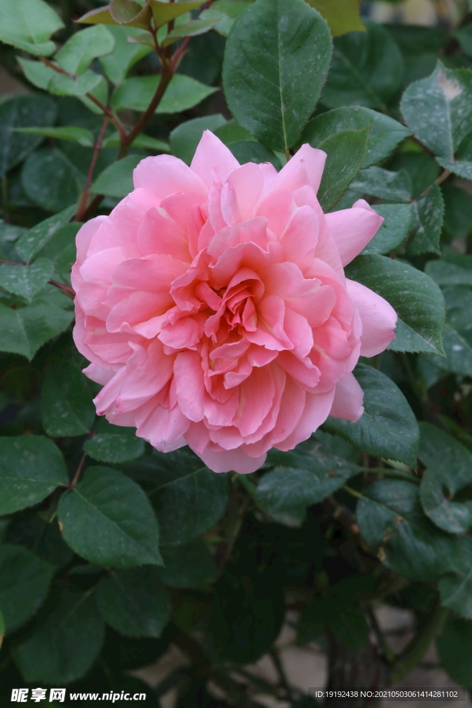 月季花