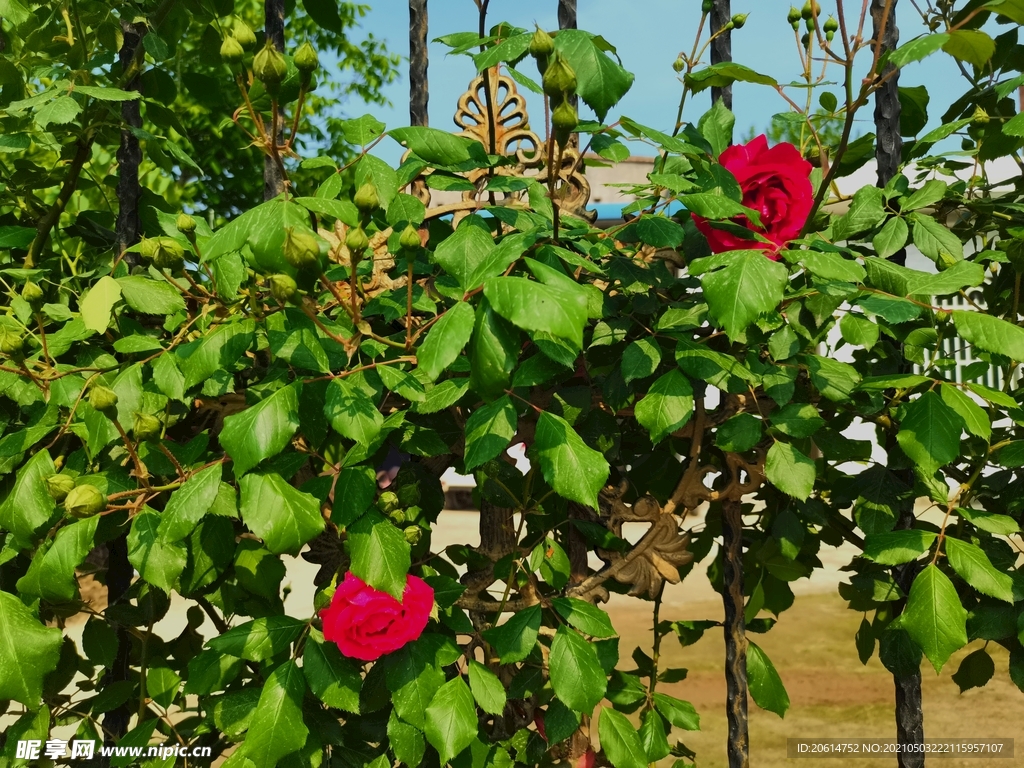 美丽的月季花