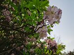 杜鹃花