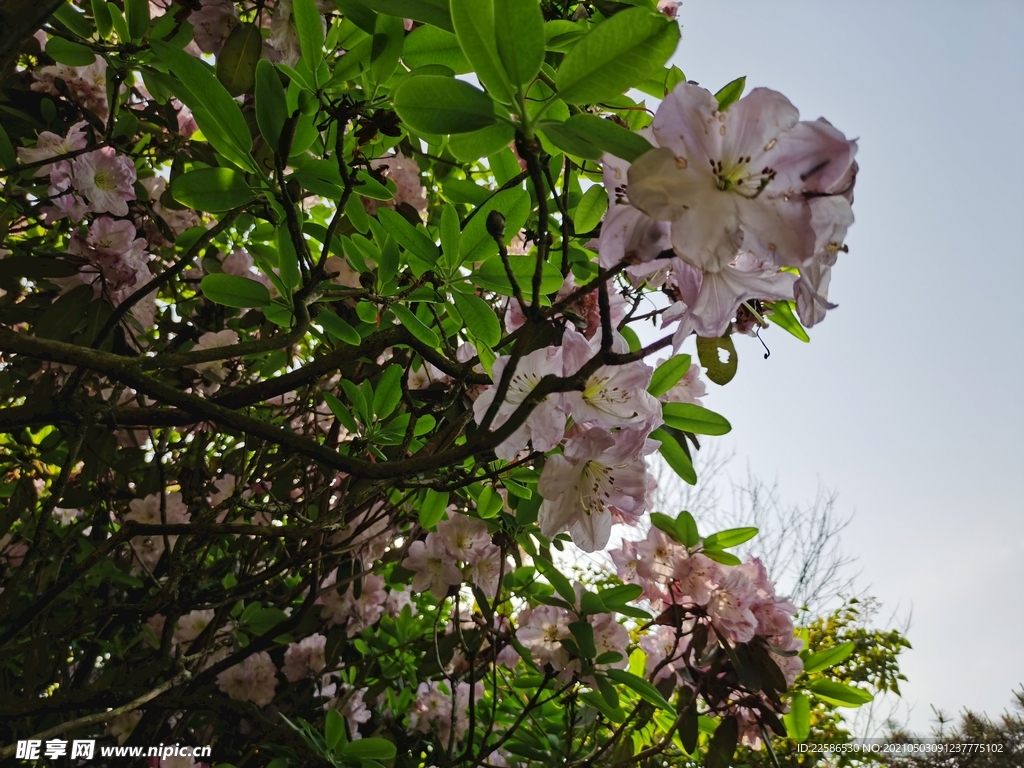 杜鹃花