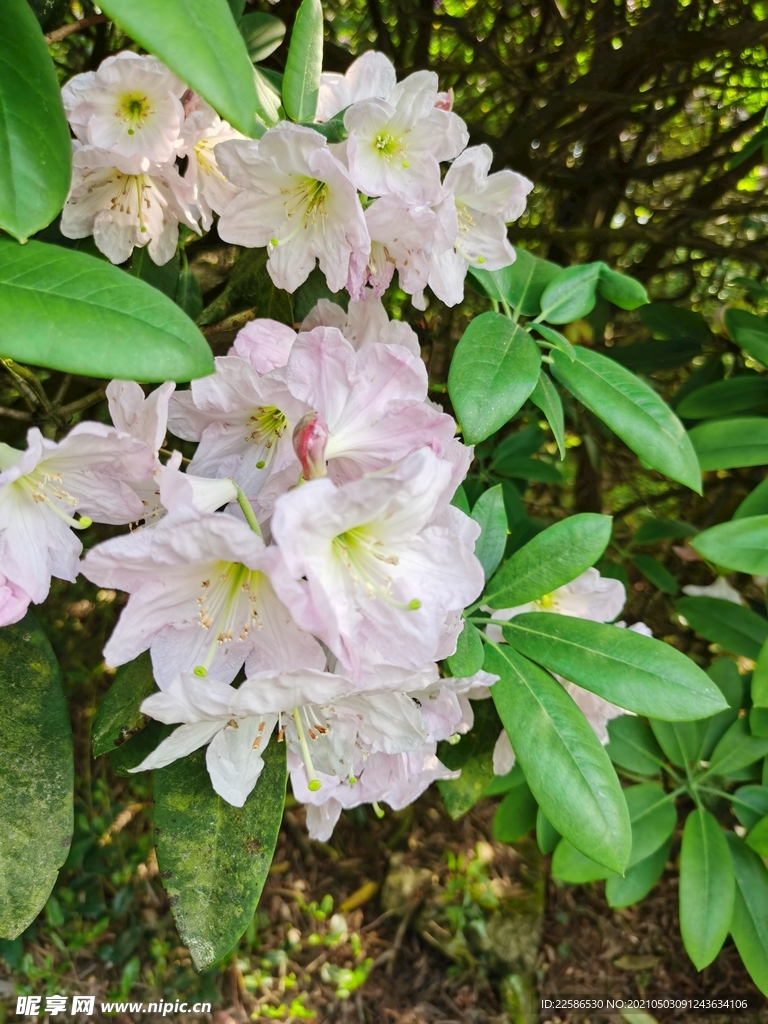 高山云锦杜鹃