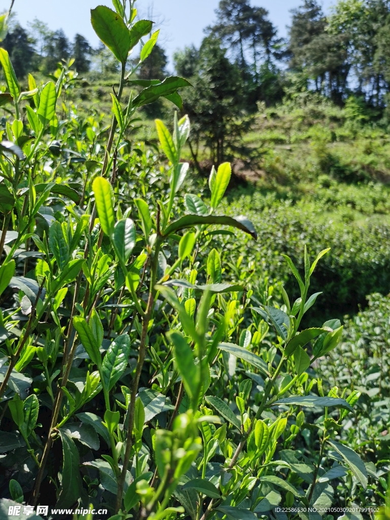 茶叶嫩芽