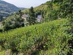 高山茶园