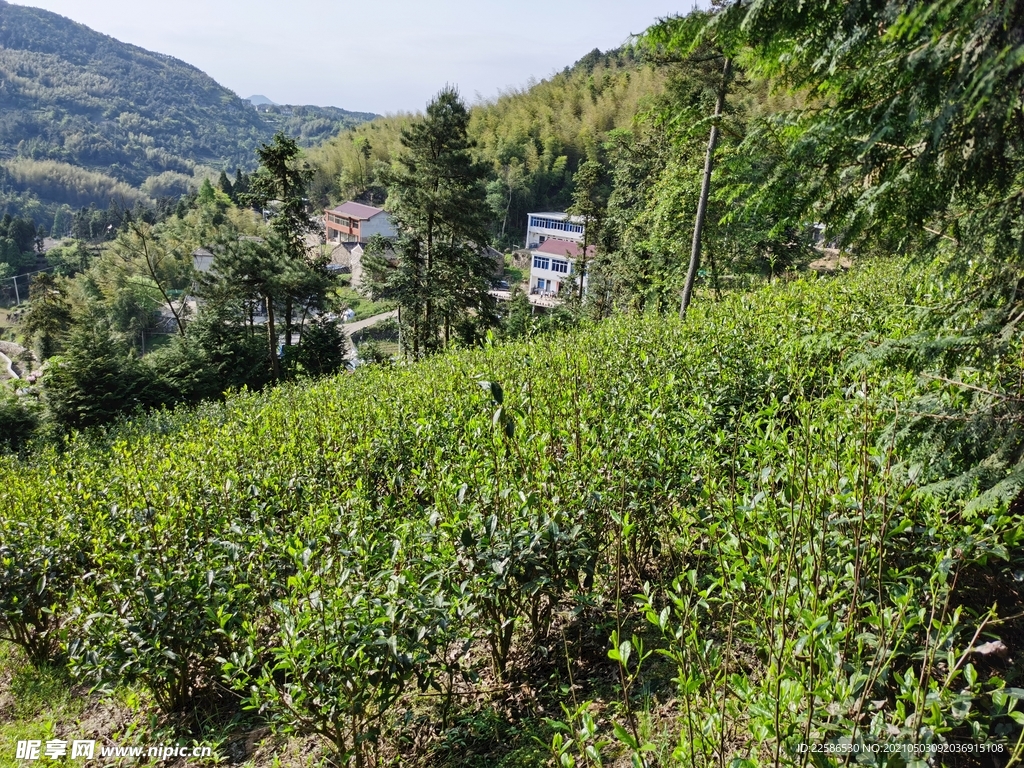 高山茶园