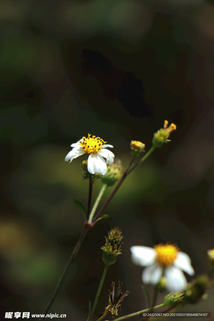 鬼针草