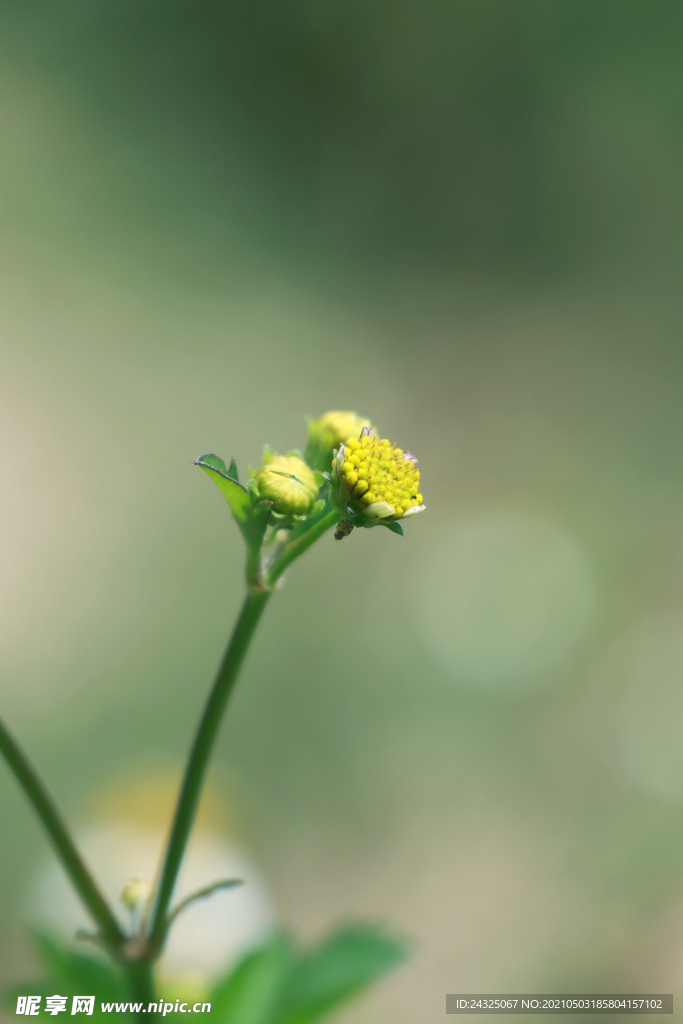 花蕊