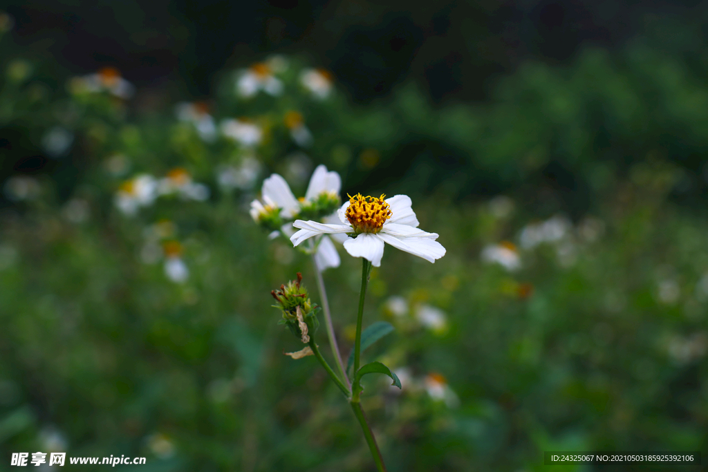 白花瓣