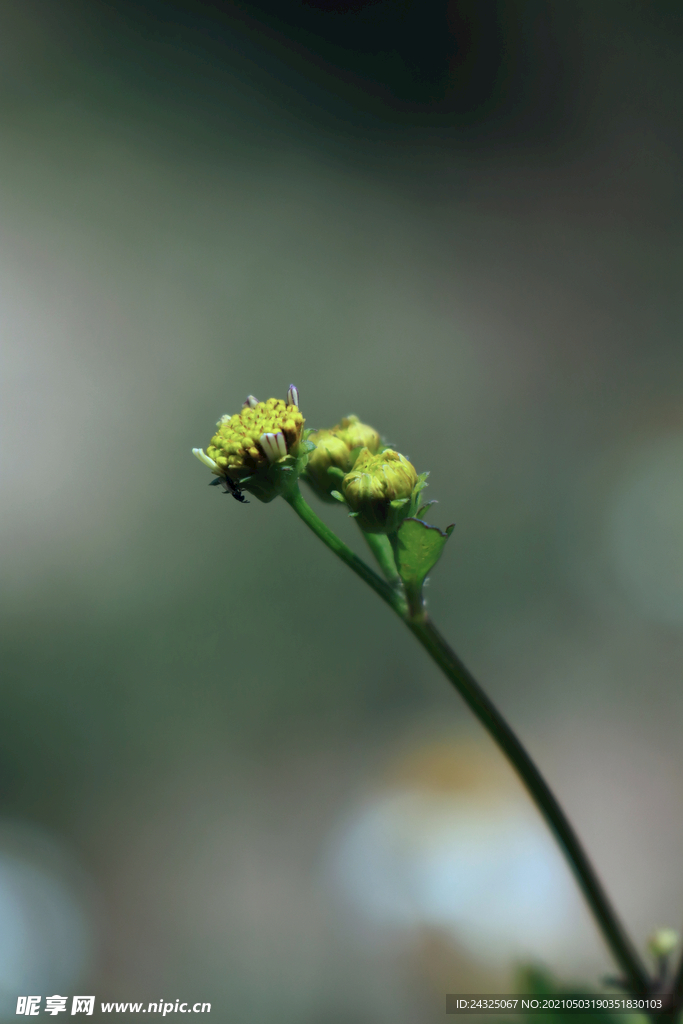 黄花蕊