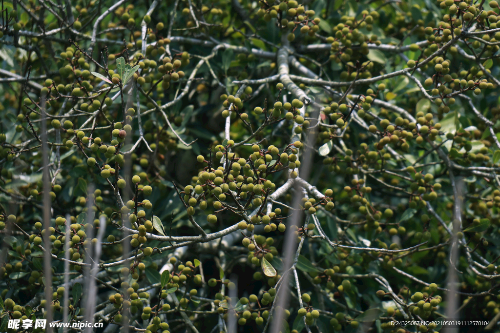 杨梅树