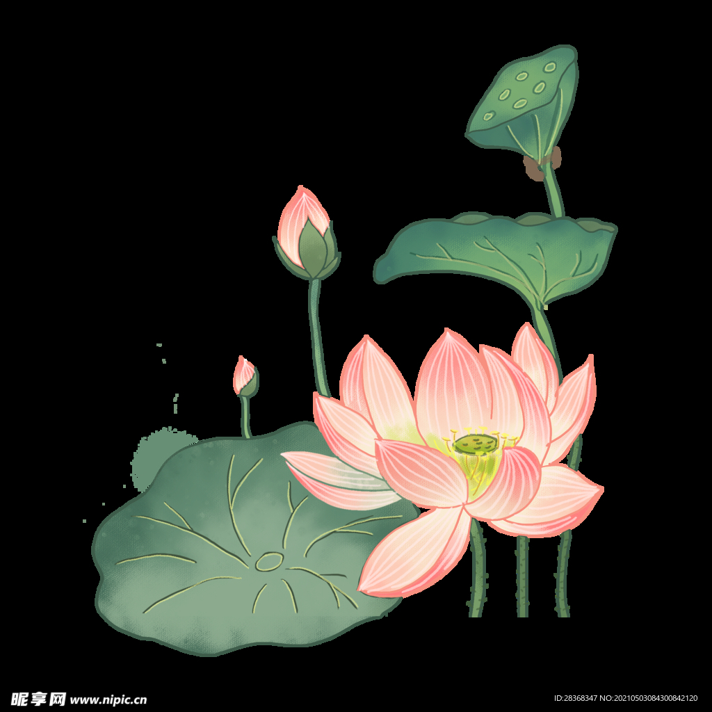 手绘荷花 