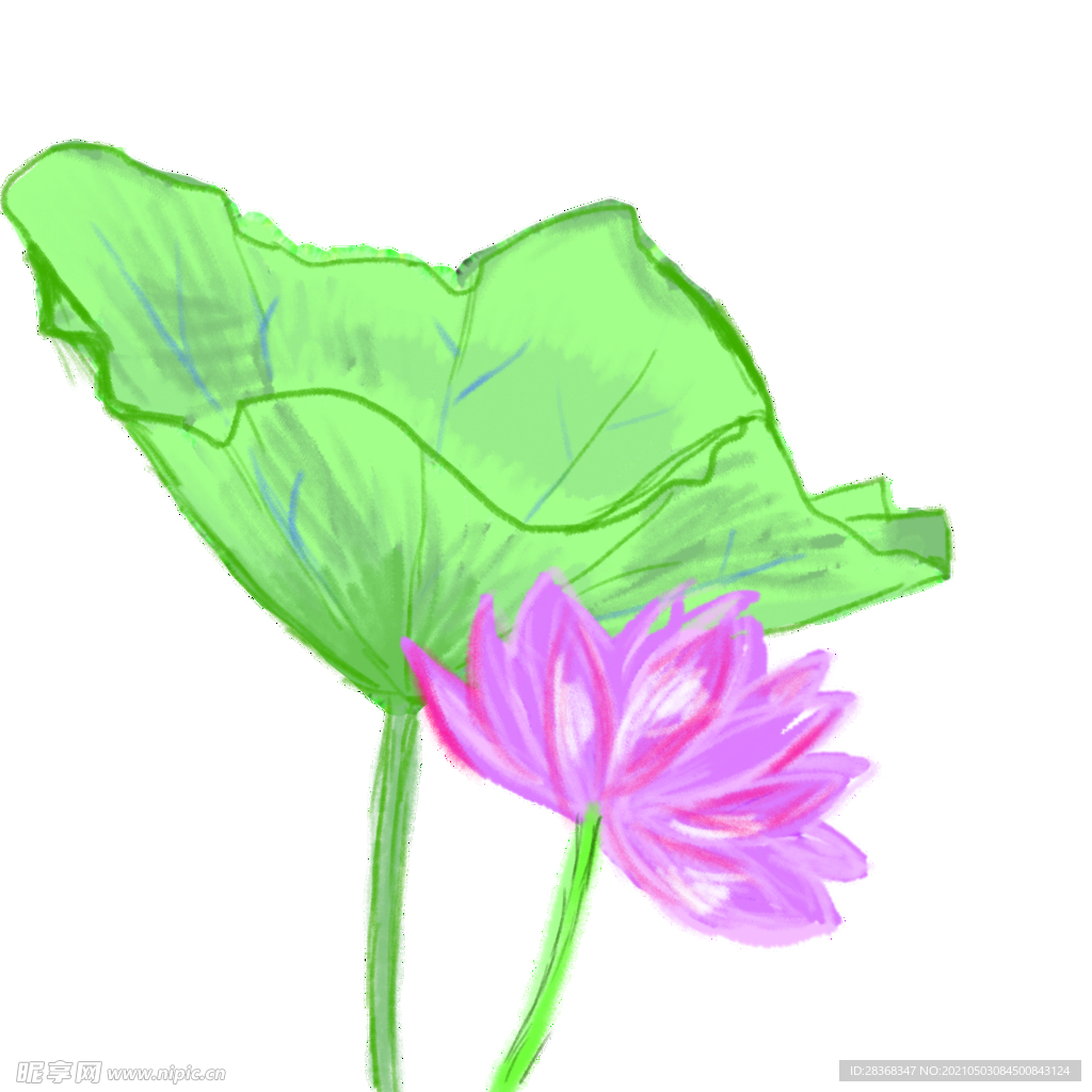 手绘荷花 