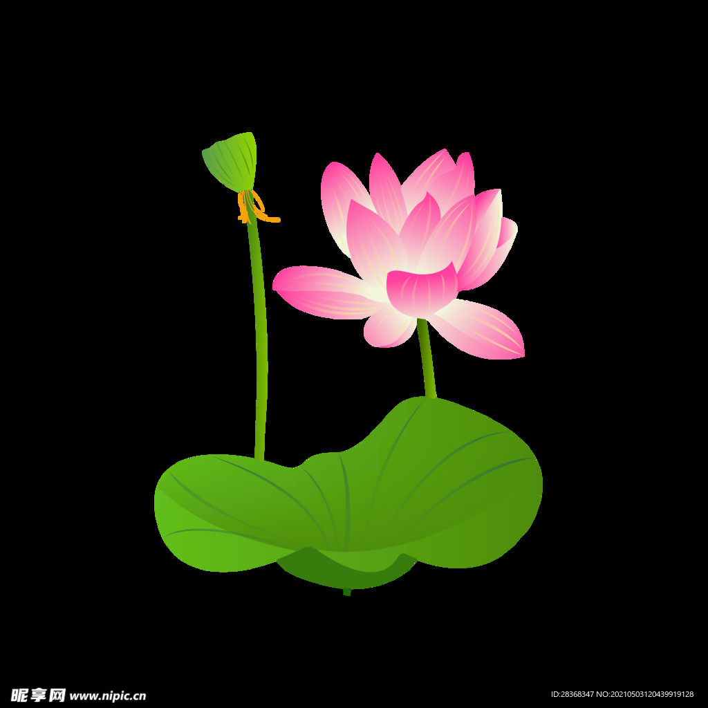 手绘荷花