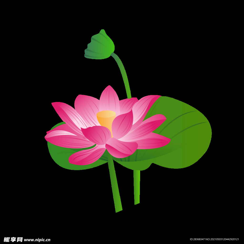 手绘荷花