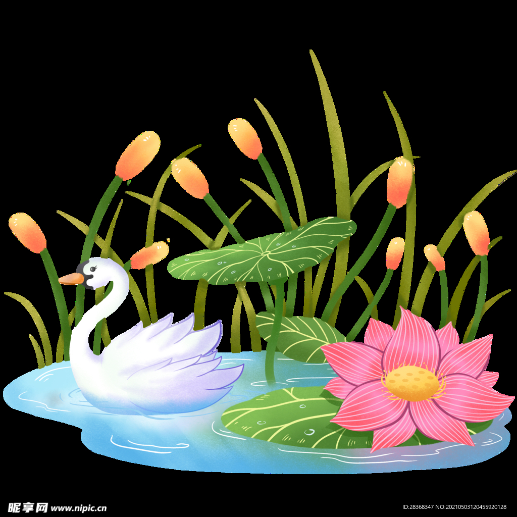 手绘荷花 