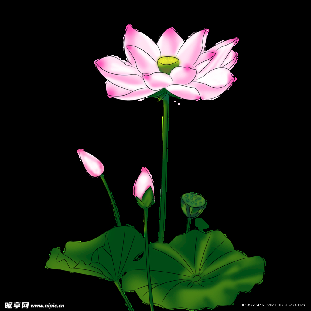  夏日荷花 