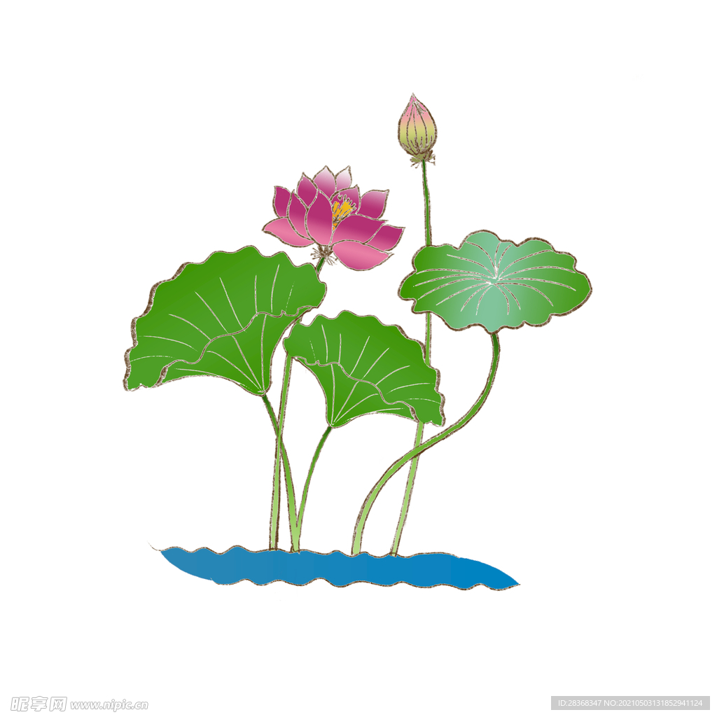 夏日荷花 