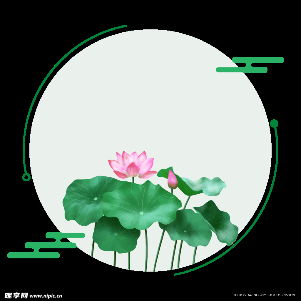 夏日荷花 