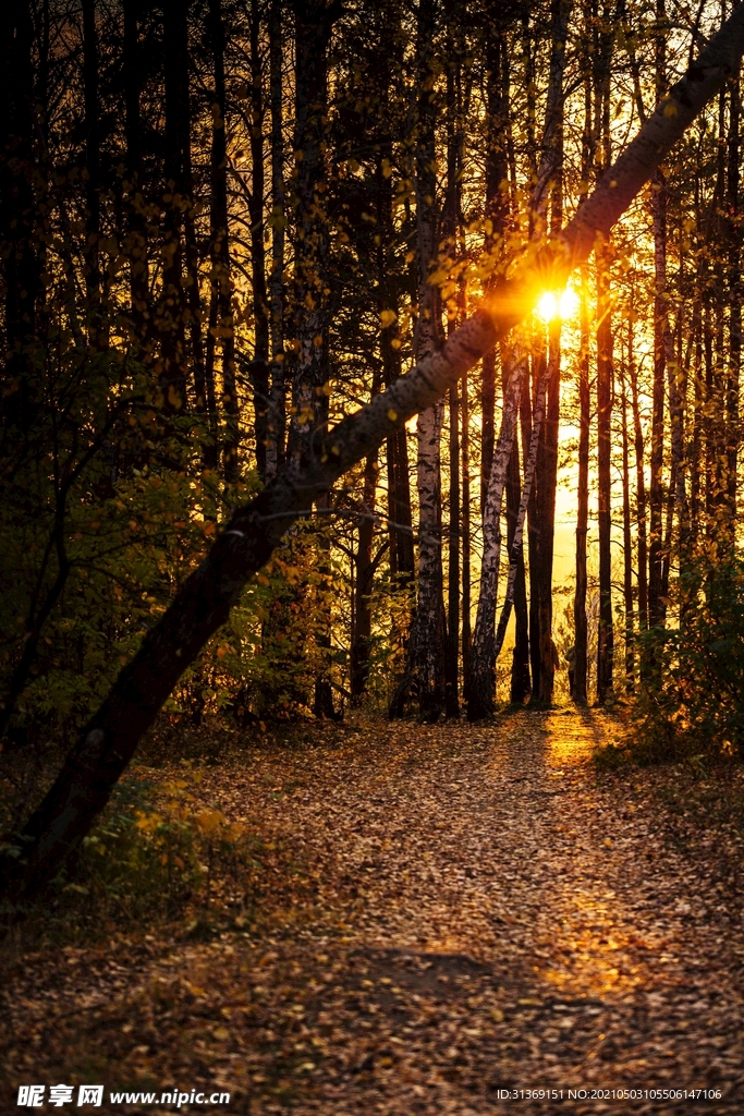 日落的树林