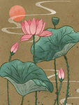 莲花插画