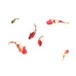 夏季插画金鱼元素