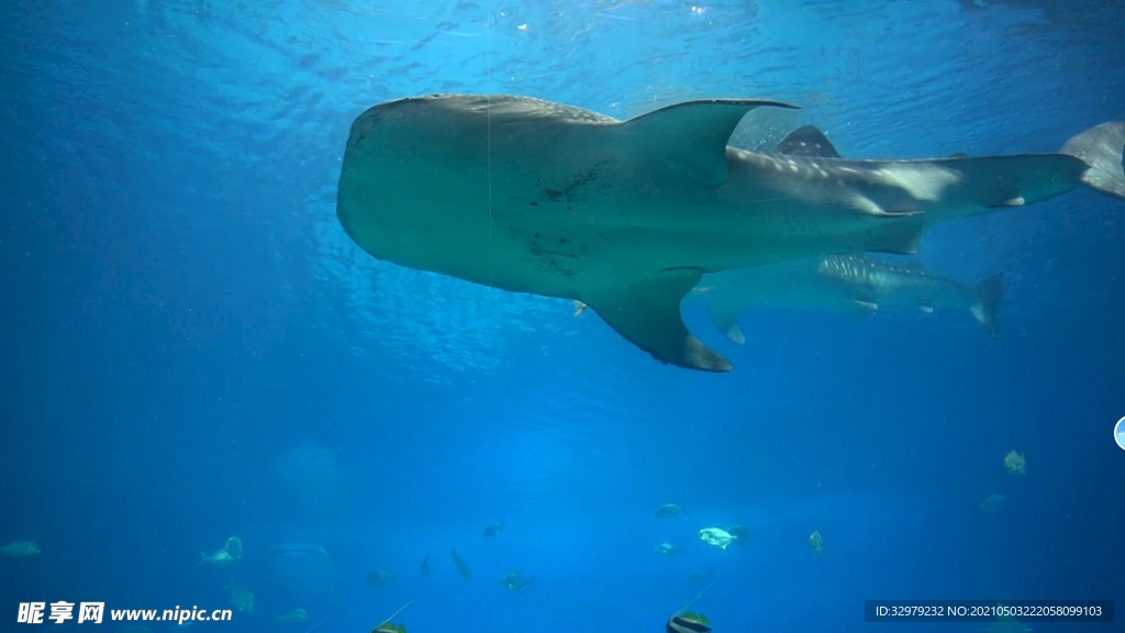 珠海长隆最大鱼类鲸鲨