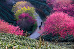 樱花茶园风光