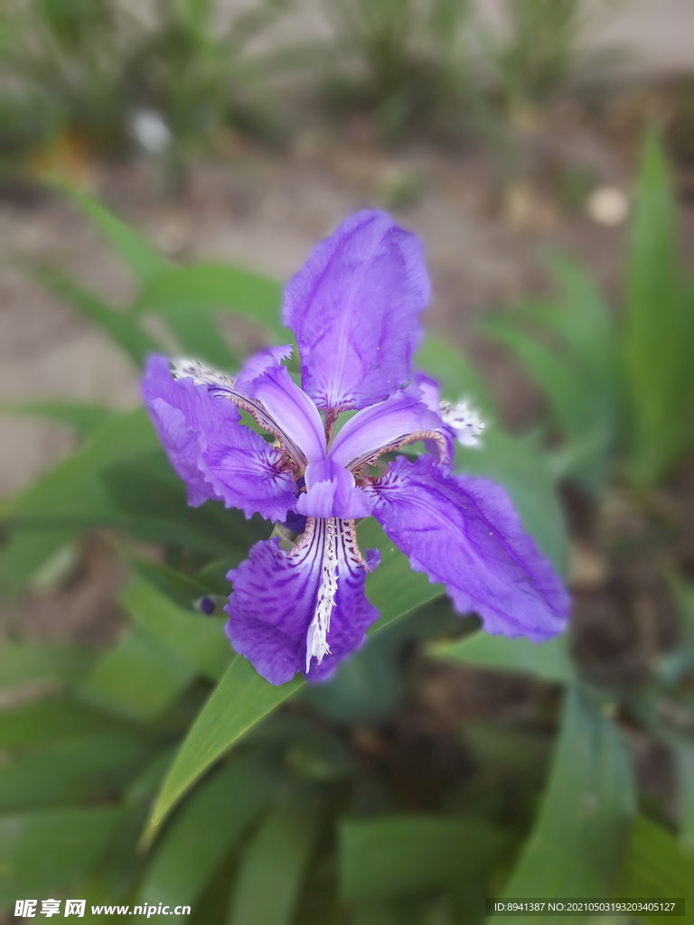 紫鸢花