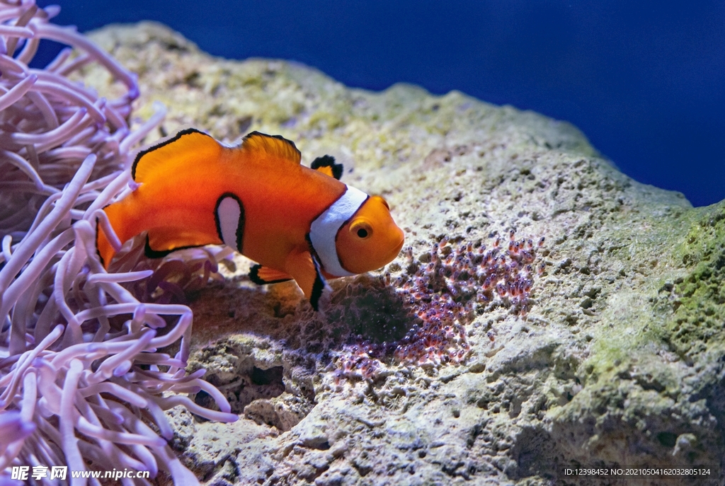 海里游弋的小丑鱼