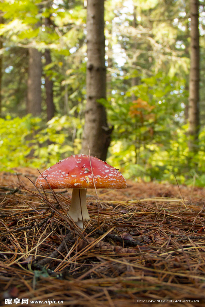 毒蝇伞红蘑菇