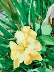 小花