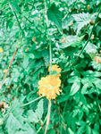 小花