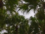 椰树摄影图