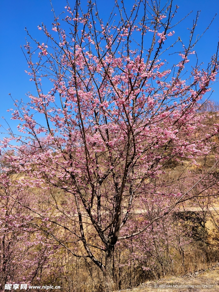 樱花园