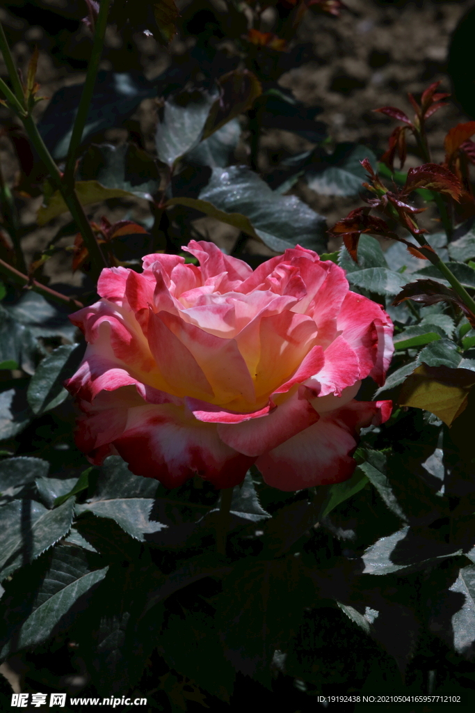 月季花