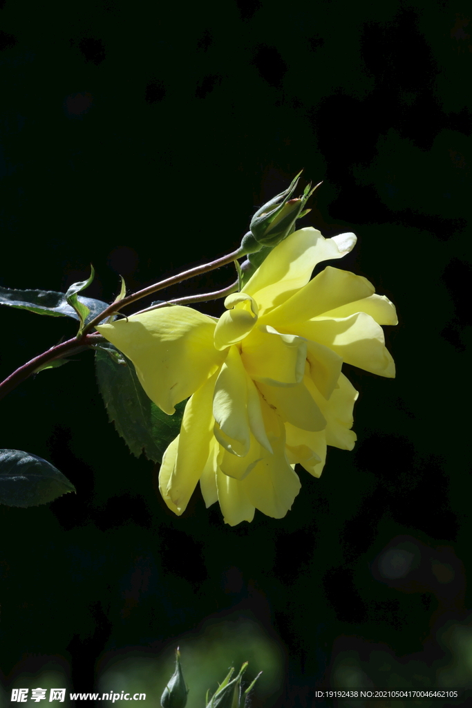 月季花 