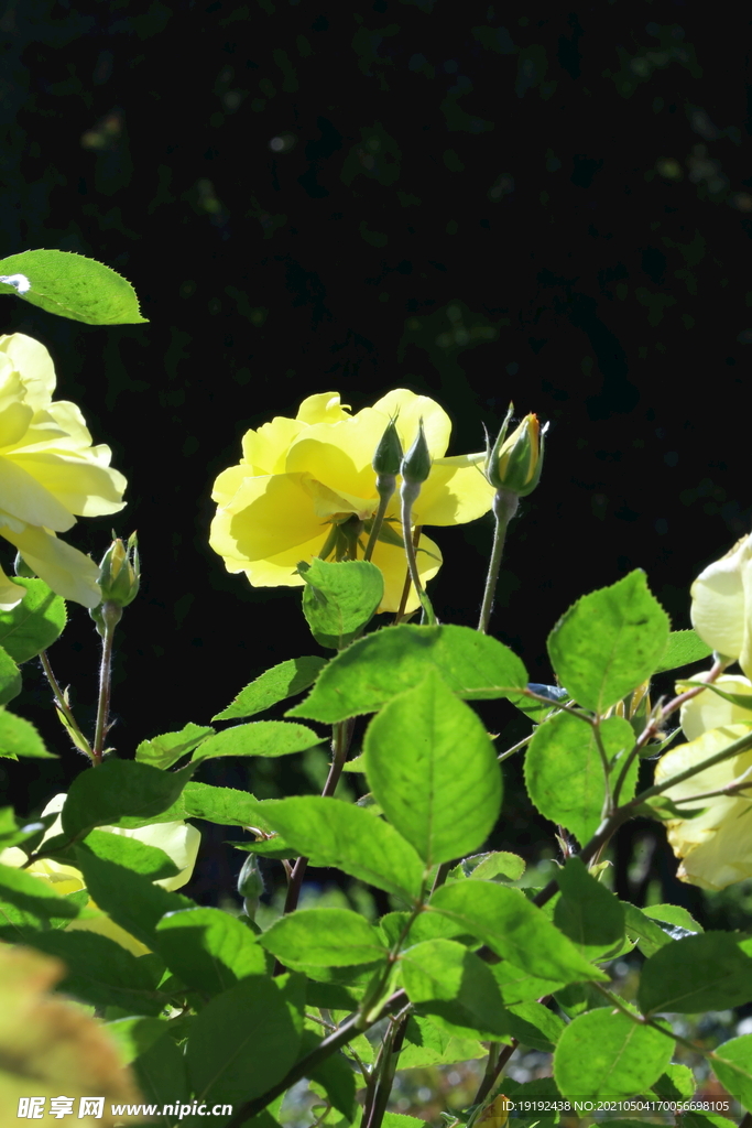 月季花