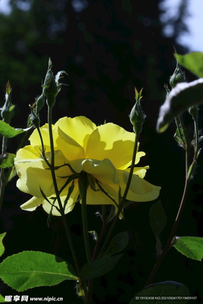 月季花