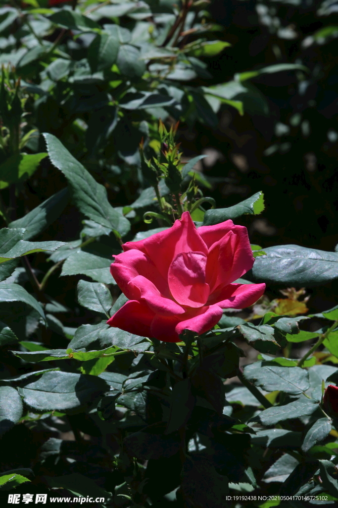 月季花 