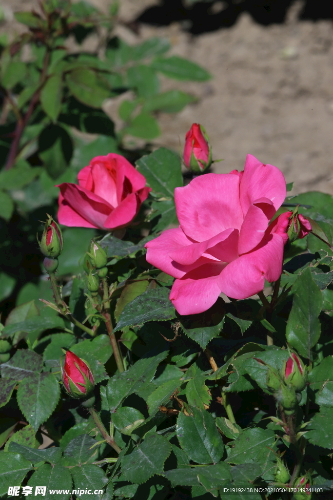 月季花 